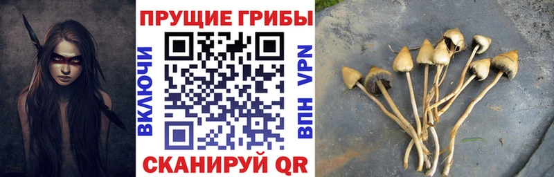 Купить  Нальчик  Галлюциногенные грибы Psilocybine cubensis 